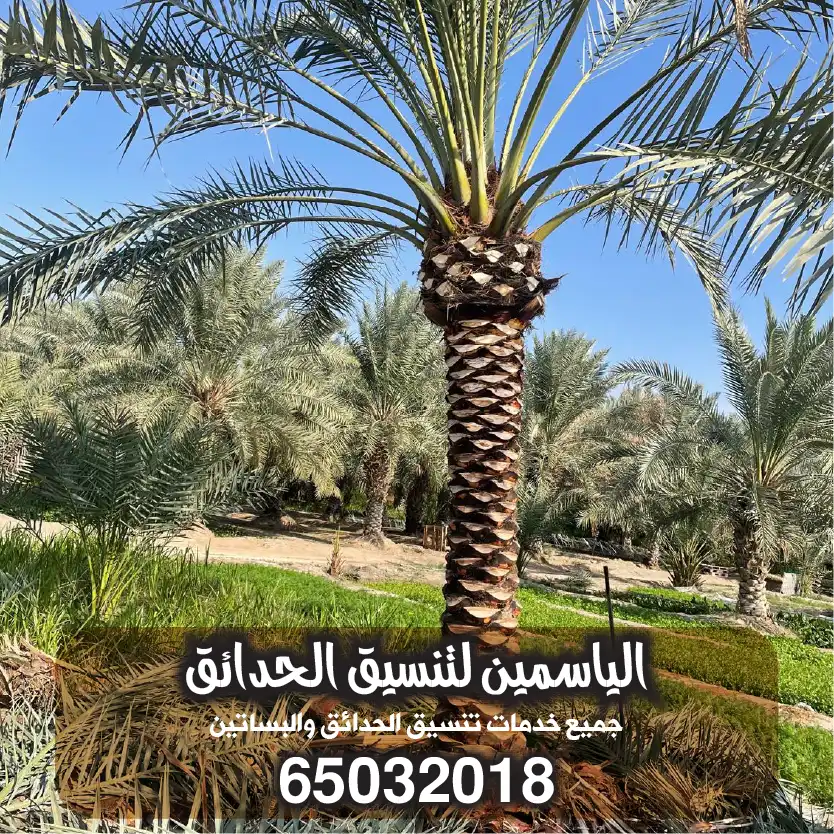 شركة تنسيق حدائق حولي